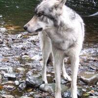 Tundra, een heuse wolf