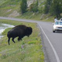 bizon steekt weg over achter onze camper