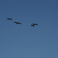 Pelikanen boven Malibu Beach