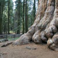 Voet van Sequoia