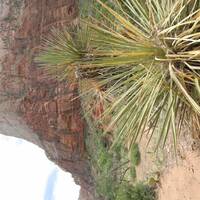 Yucca in Zion