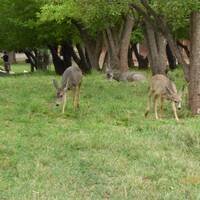 Mule deer op de campground