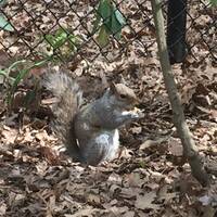 Een eekhoontje in Central park. 