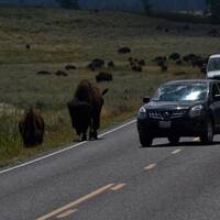 16 Kudde bizons Yellowstone