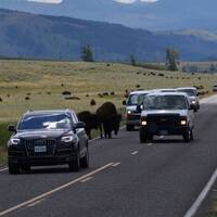 17 Kudde bizons Yellowstone