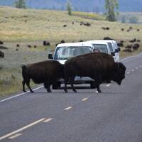 18 Kudde bizons Yellowstone