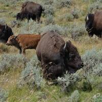 21 Kudde bizons Yellowstone