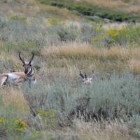 22 Pronghorns, Yellowstone