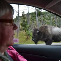 25 Janny met bizon Yellowstone