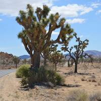 Joshua Tree