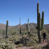 Saguaro cactussen