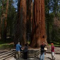 Mariposa Grove :indrukwekkende bomen