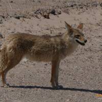 In de Death Valley een coyote zomaar langs de weg