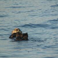 zee-otter