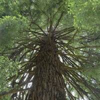 100 jaar oude sequoia boom