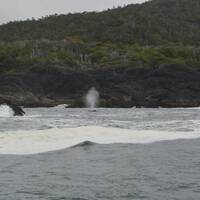 de blow van de walvis