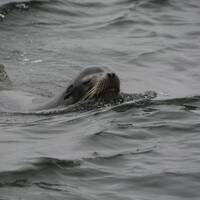 Zeeleeuw achtervolgt ons bootje