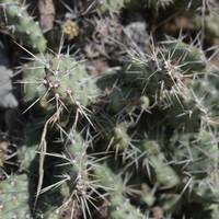 Tussen kamloops en cache creek een dorre Western look met als bewijs cactussen ratelslangen wel gehoord niet gezien