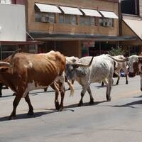 Bighorn's in de parade in Elk City- Oklahoma