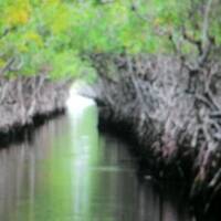 Doorheen de Mangroven