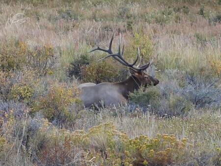 Elk (eland) in Rocky Mountains NP image_b15849.jpg