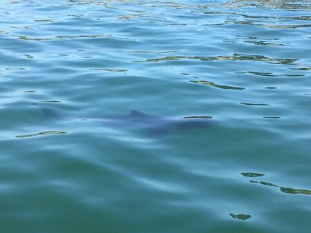 White shark - walewatchtour BEAE7E1B-100F-47A0-8EF4-2758543CFE55.jpeg