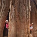 enorme Sequoia bomen