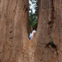 Elly in een Sequoia boom