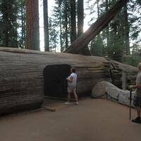 tunnel in Sequoia boom