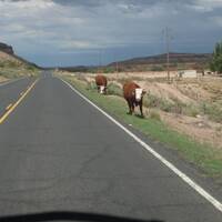 koeien langs de weg