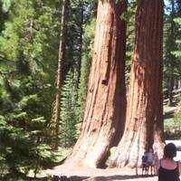 Giant Sequoia's in Yosemite