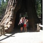 Sequoia Tunnel Tree