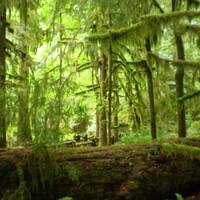 cathedral grove/2