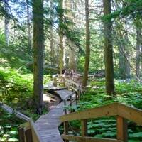 Giant Cedars trail.jpg