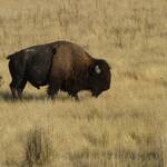 USA 2010 026 1e Bison op Antelope Island.JPG