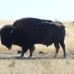 USA 2010 034 Bison Antelope Island.JPG