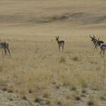 USA 2010 035 Pronghorn Antilopes op Antelope Island.JPG