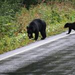 Black bears, moeder en kind