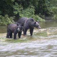 Grizzly's in Fish Creek: Daar ging een zalm!