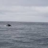 staart van een humpbackwhale (ofzo)