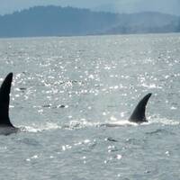ander soort orca's