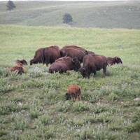 Buffalo's in Custer State Park