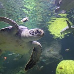 Sea World Turtle