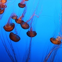 De Kwallen in Monterey Bay Aquarium
