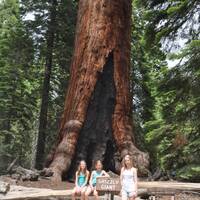 Yosemite NP giant sequoia