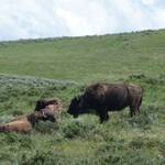 bizons in yellowstone