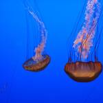 Jellyfish in Monterey Bay Aquarium