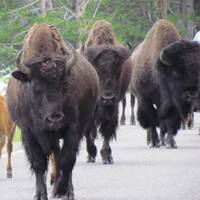 Een kudde wilde bizons blokeert de weg