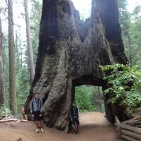 yosemite park sequoia tree