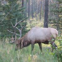 Elk stier in Jasper NP